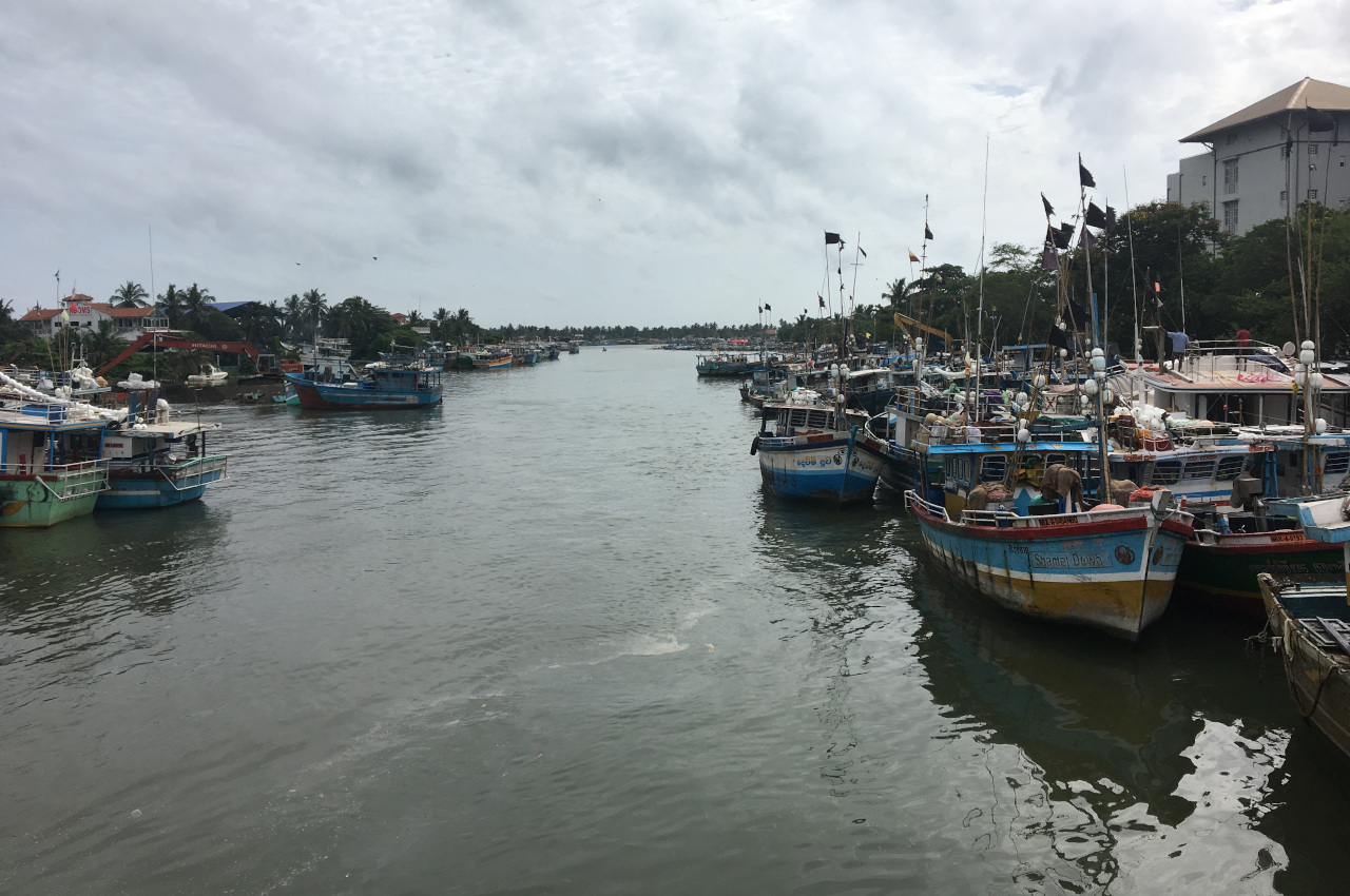 A voir Sri Lanka - marché aux poissons - Negombo