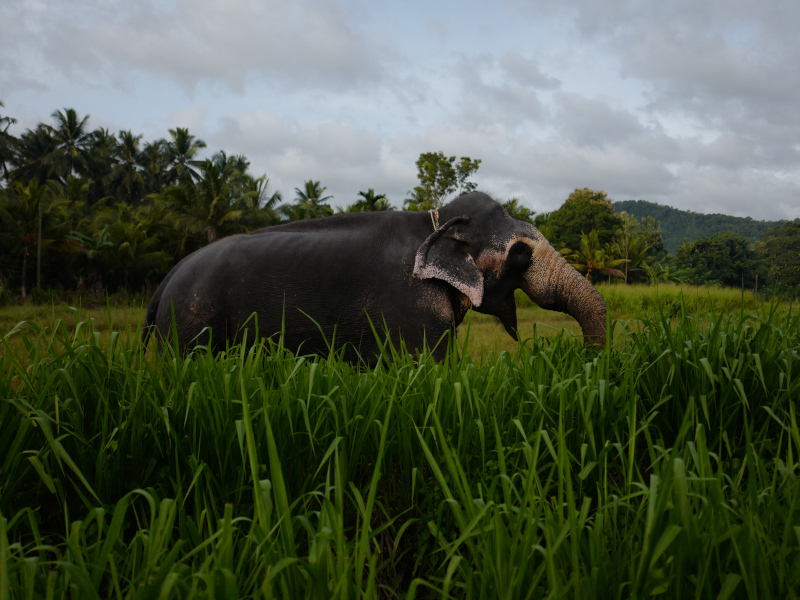 sri lanka elephant