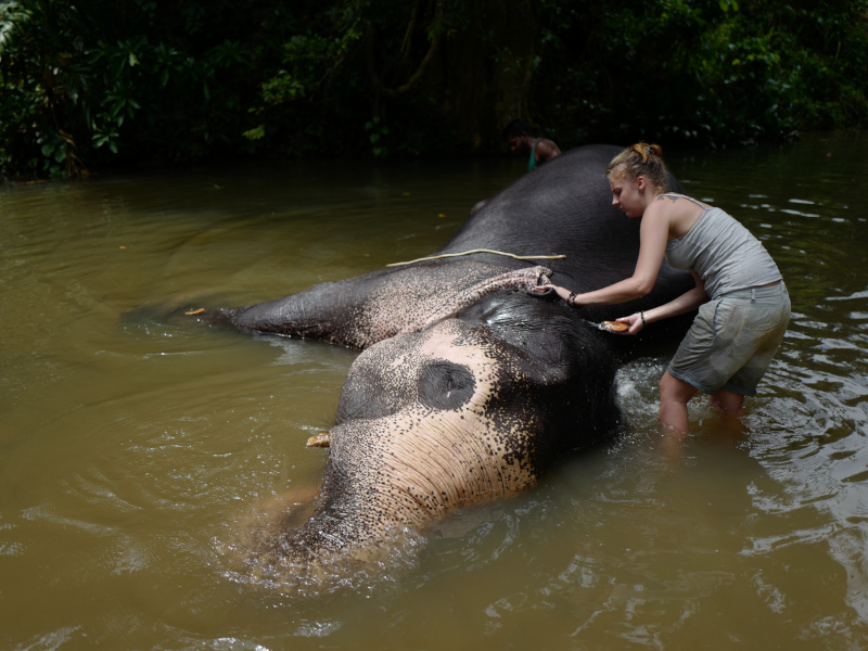 millenium elephant foundation millenium elephant foundation
