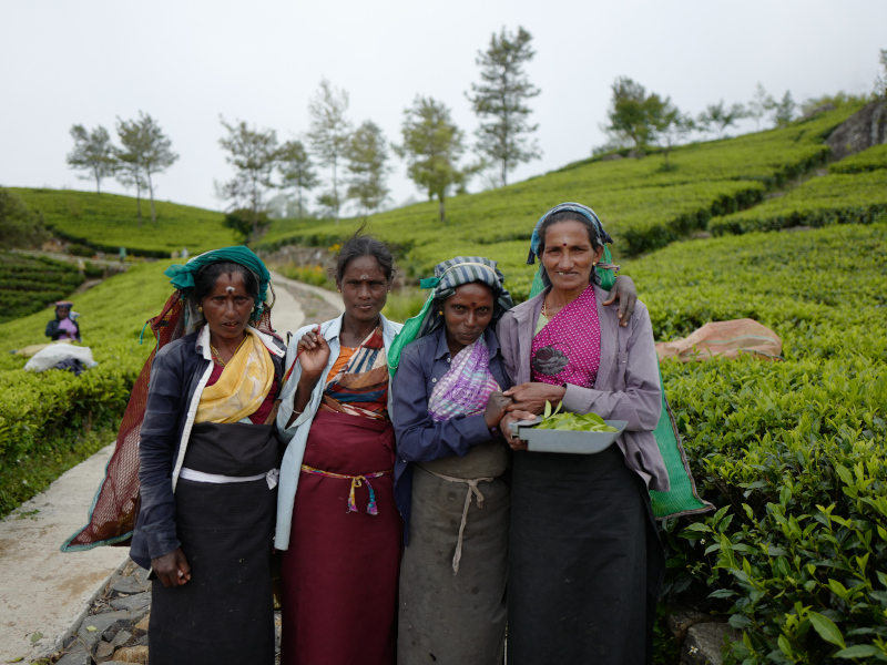 Cueilleuses de thé dans la région de Lipton Seat au Sri Lanka