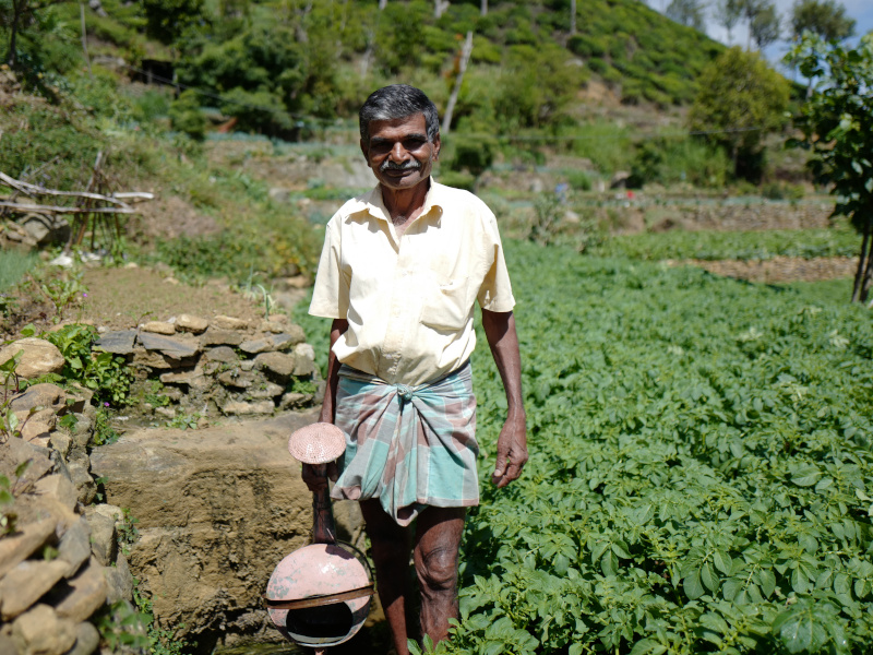 Un Sri Lankais dans une plantation de thé dans la région de Lipton Seat