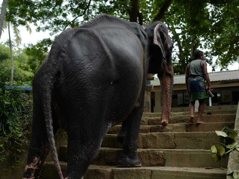 E léphant domestiqué, Millenium Elephant Foundation au Sri Lanka