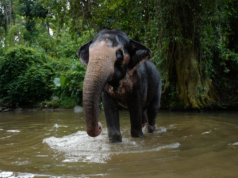 Eléphanteau dans la rivière de la Millenium Elephant Foundation au Sri Lanka