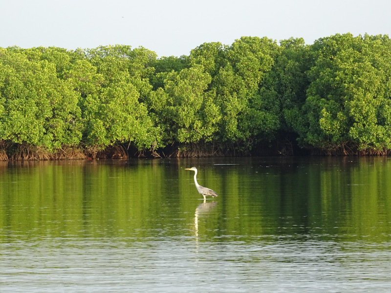 Héron pêchant dans le lagon de Pottuvil au Sri Lanka