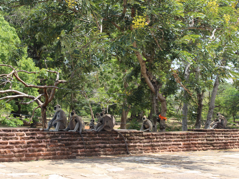 Le site d'anuradhapura au Sri Lanka