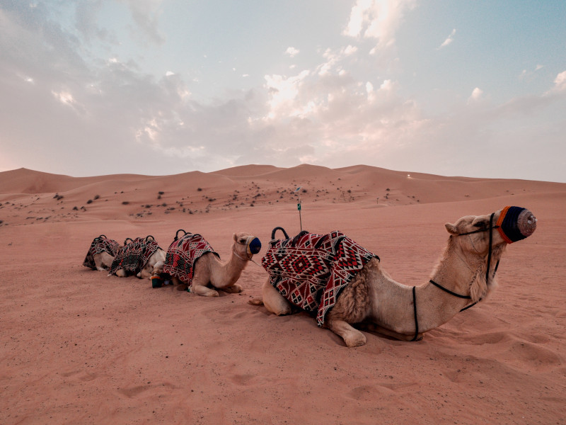 Balade en chmeaux dans le désert de Dubaï