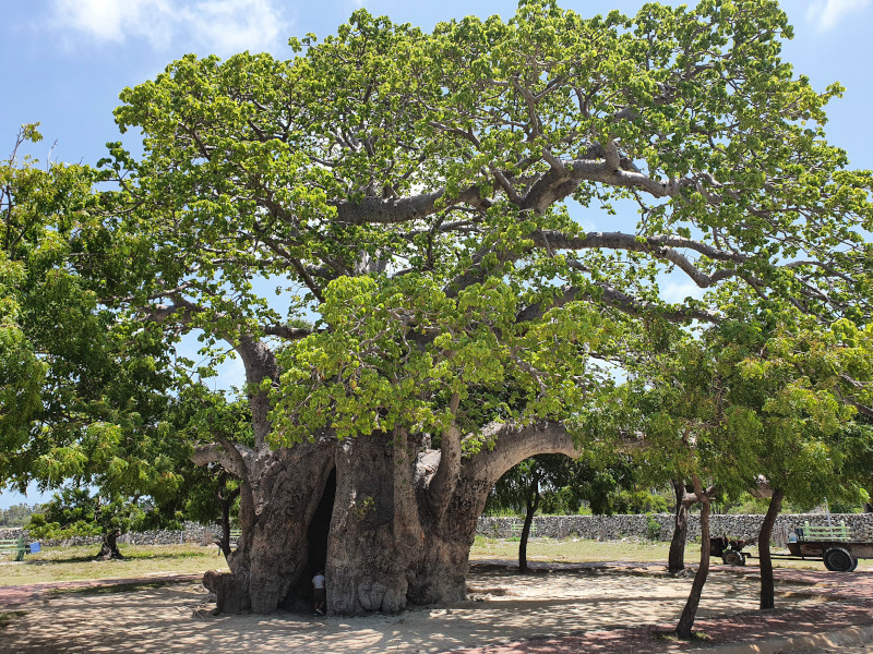 baobab delft island