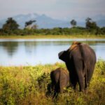 faune sauvage au Sri Lanka - elephant safari